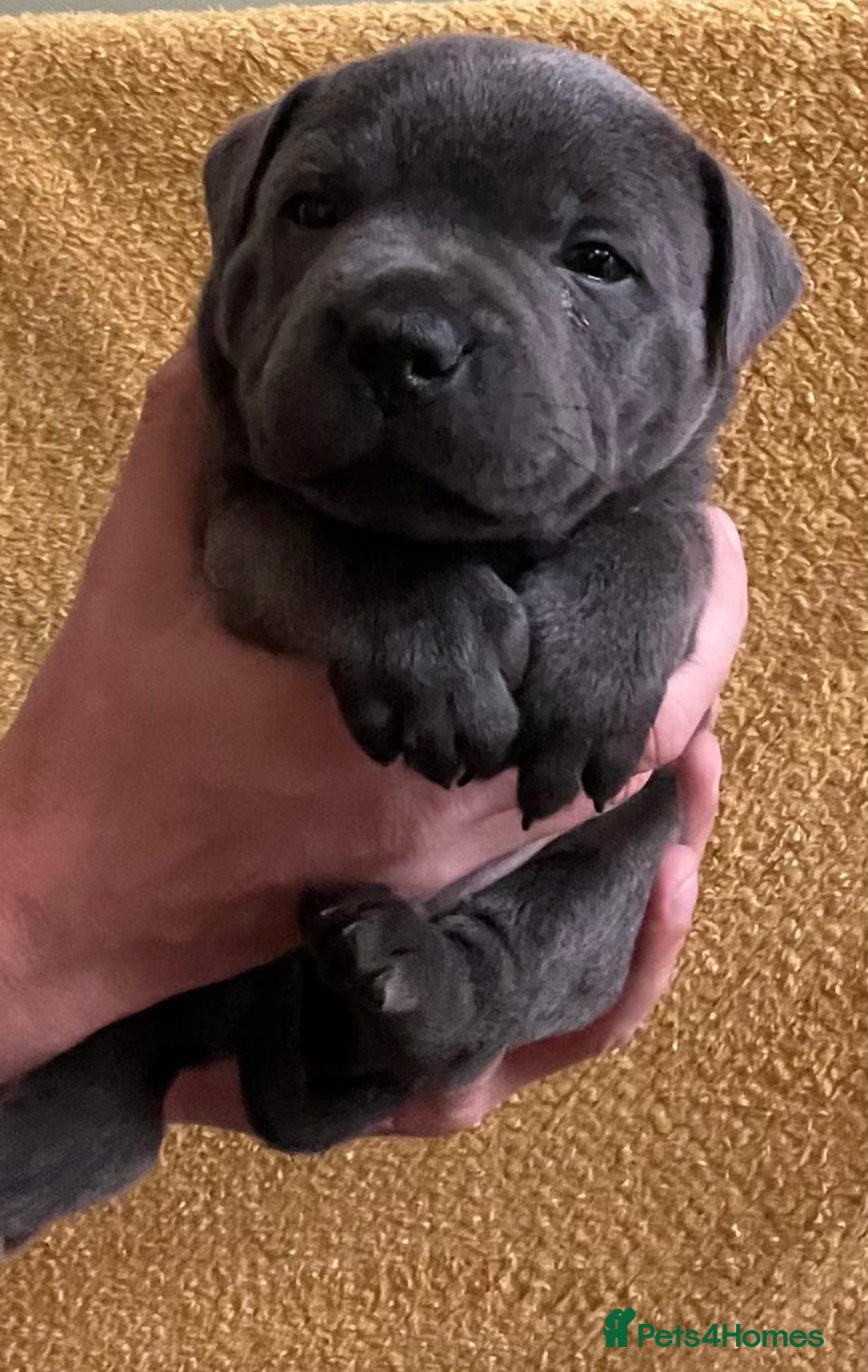 Staffordshire Bull Terrier dogs for sale: Beautiful Blue Champion Staffy Pups - Image 12