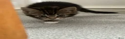 Mixed Breed cats for sale: 2 girl kittens for sale  - Advert 4