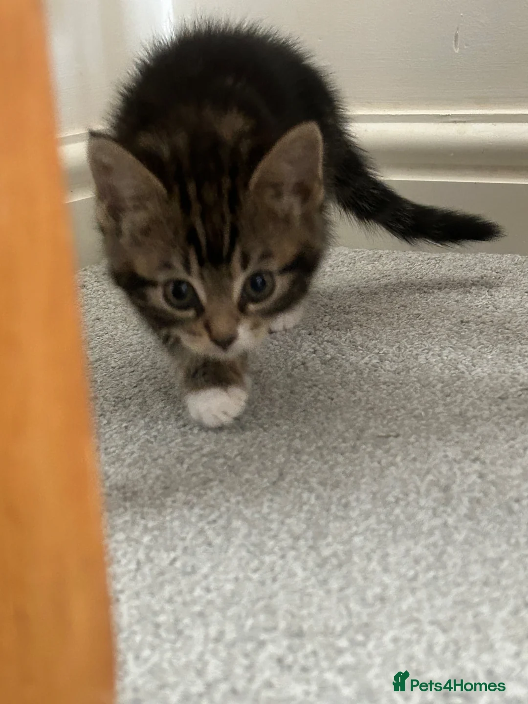 Mixed Breed cats for sale: 2 girl kittens for sale  - Advert 4