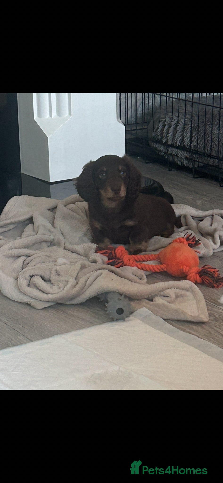 Miniature Dachshund dogs Long hair miniature dachshund puppies  - Advert 2