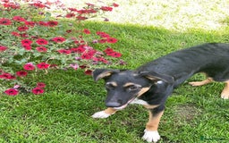 Mixed Breed dogs for adoption: 💙🐶 MAX 🐶💙 - Image 6