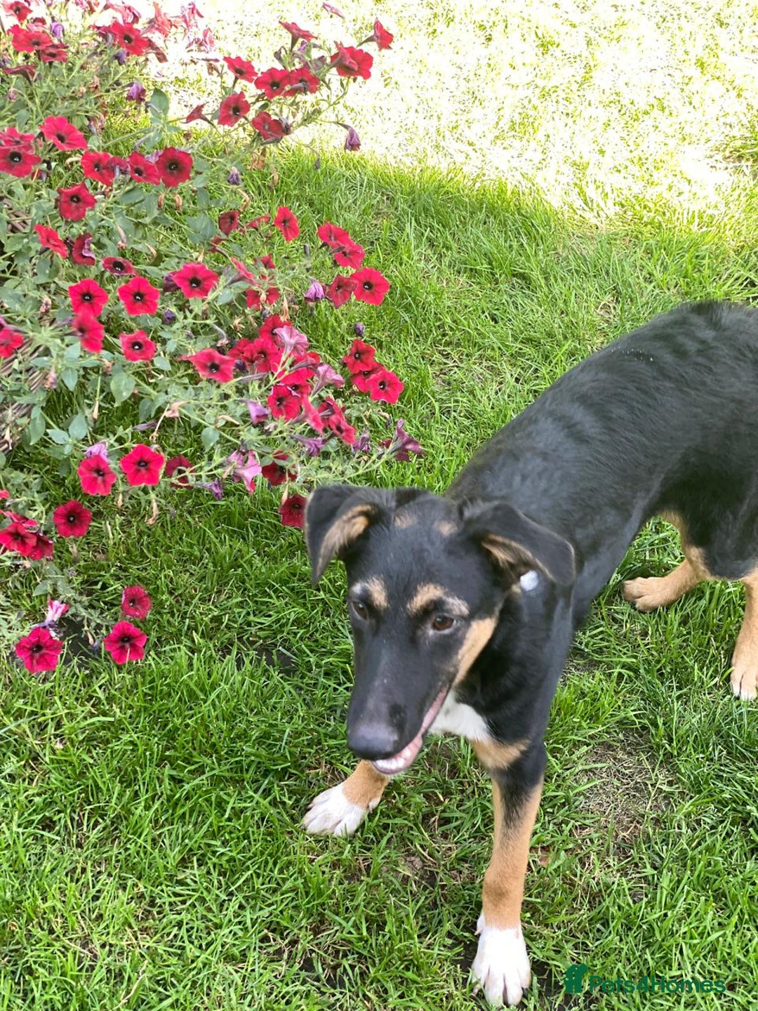 Mixed Breed dogs for adoption: 💙🐶 MAX 🐶💙 - Image 6