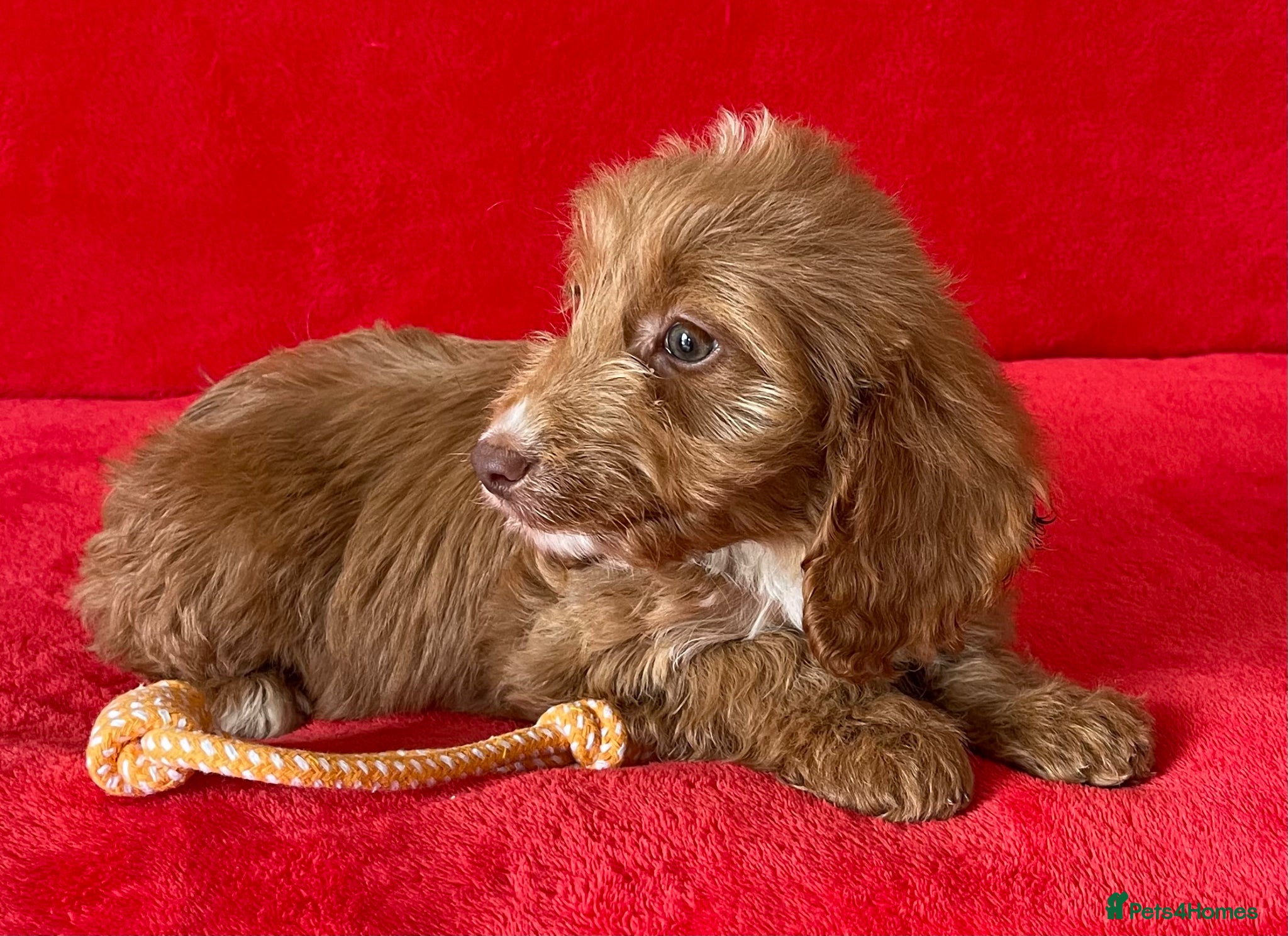 Cockapoo dogs Beautiful F1 cockerpoo pups NOW READY - Advert 1
