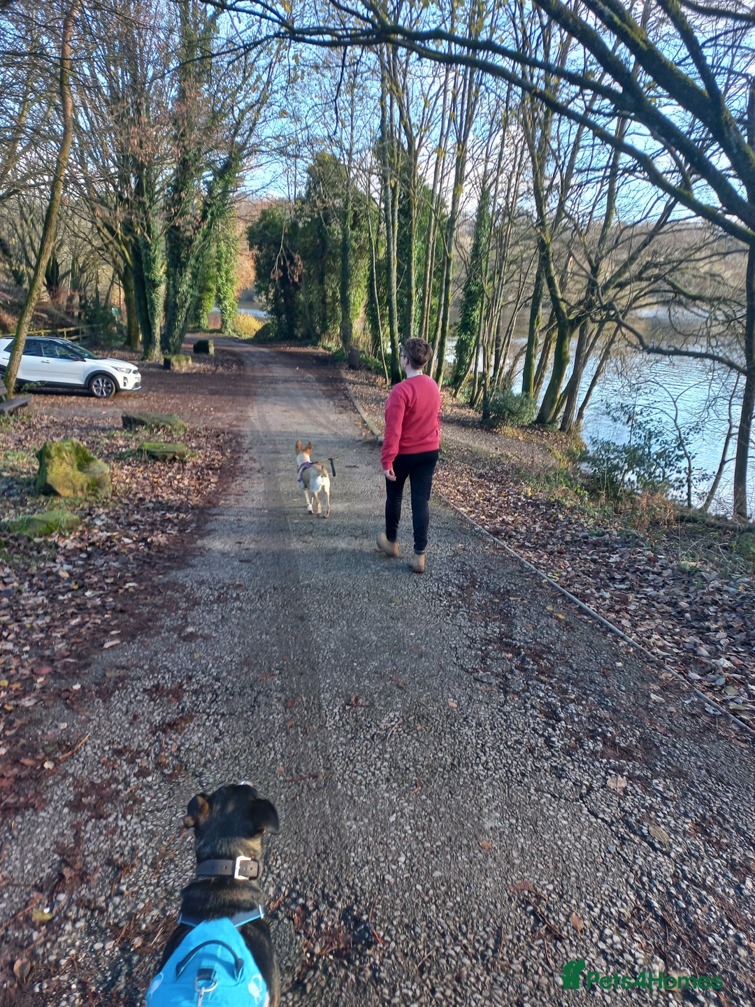 Mixed Breed dogs for adoption: Amber is looking for her forever home - Advert 5