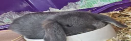Mini Lop rabbits for sale: 5 gorgeous lopear bunnies - Advert 12