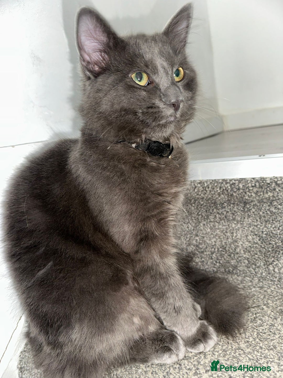 Maine Coon cats for sale: maine coon cross - Advert 5