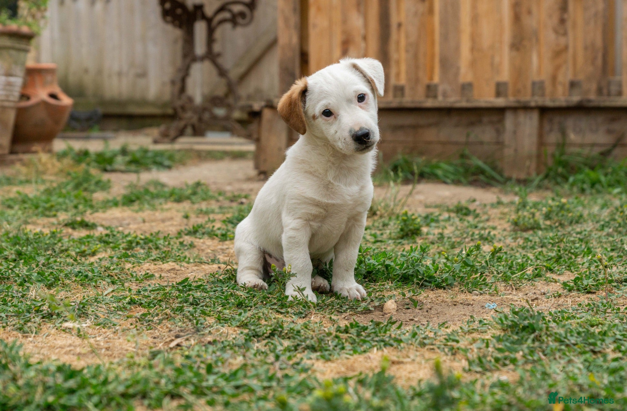 Jack Russell dogs Jack Russel puppies - Advert 3