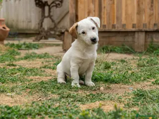 Jack Russell dogs Jack Russel puppies - Advert 3