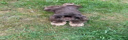 Cockapoo dogs for sale: Stunning American cockapoos in Wisbech - Advert 17