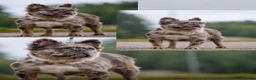 French Bulldog dogs for sale: French bull dog puppys - Advert 2