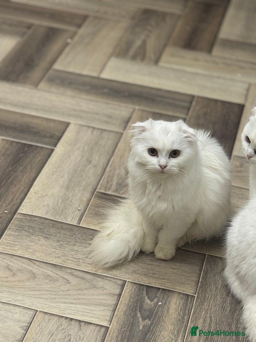 Scottish Fold cats for sale: Kittens  - Advert 2