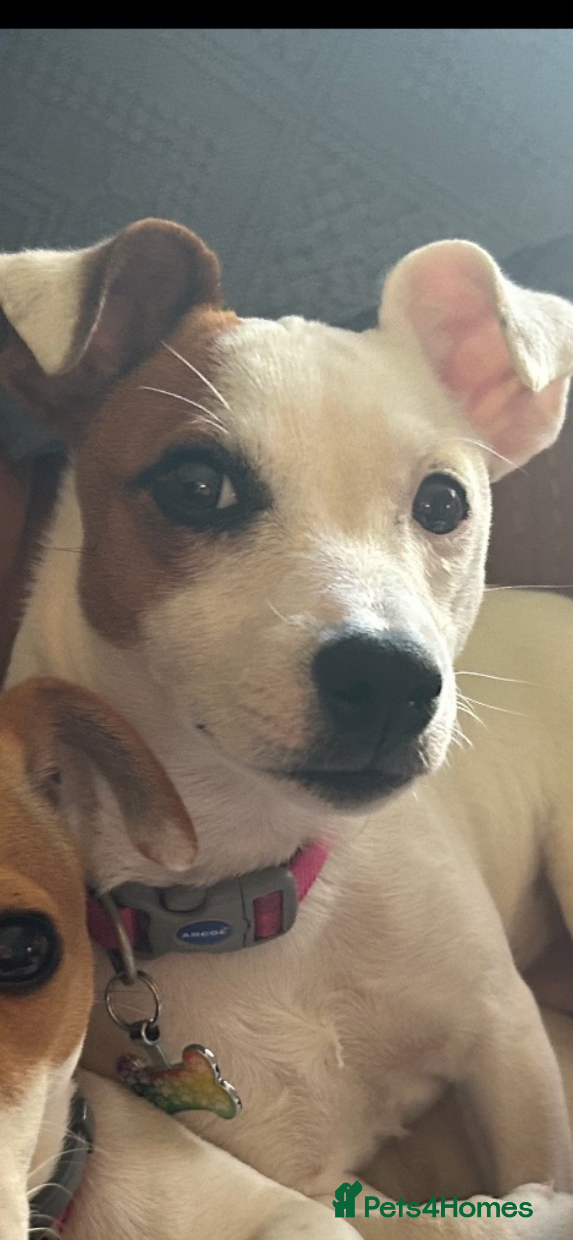 Jack Russell dogs Beautiful jack Russell girls looking for new homes - Advert 1