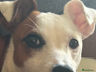 Jack Russell dogs Beautiful jack Russell girls looking for new homes - Advert 1