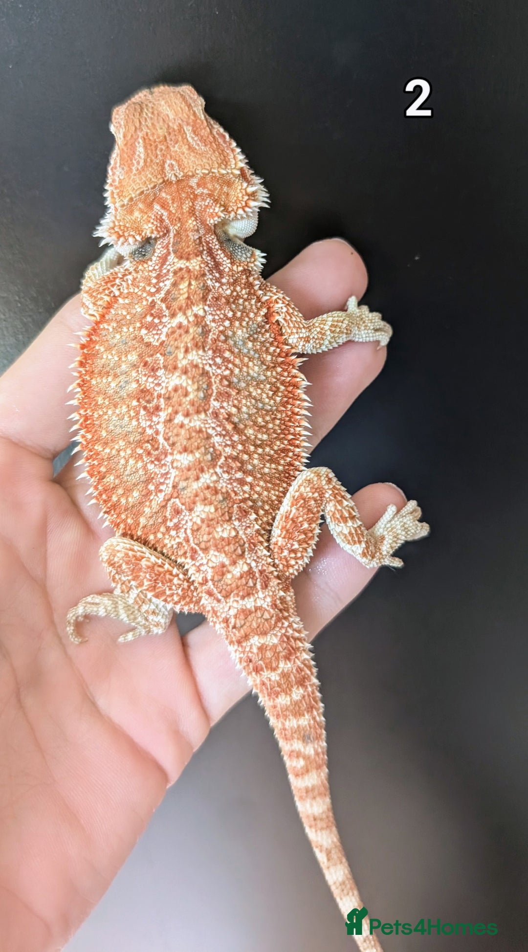 Bearded Dragon reptiles for sale: Female bearded dragons. Last few left - Image 3