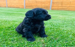 Labradoodle dogs for sale: Chunky Labradoodle Babies 🐾🐾🐾 - Image 10