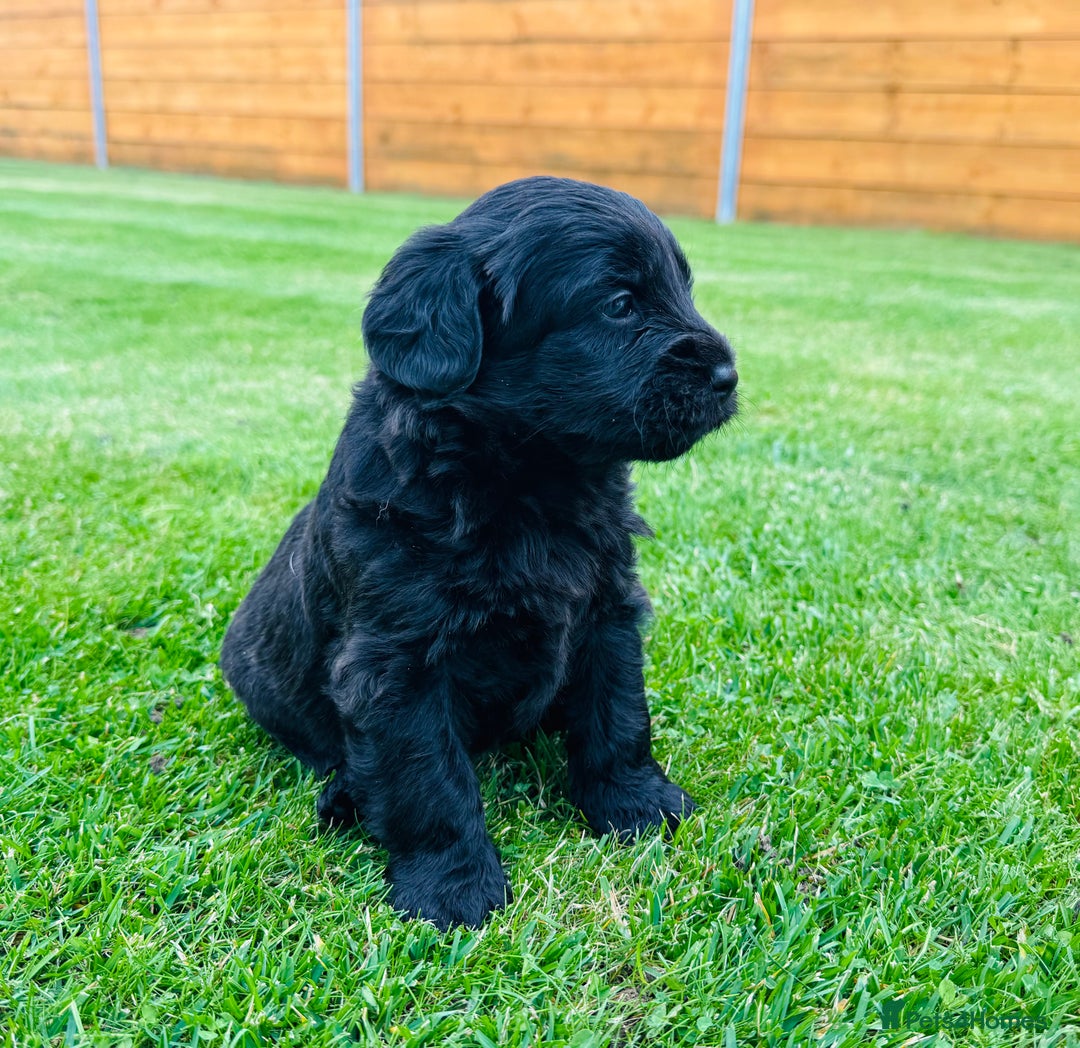 Labradoodle dogs for sale: Chunky Labradoodle Babies 🐾🐾🐾 - Image 10