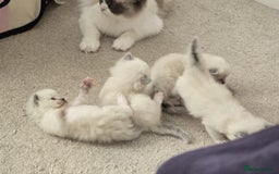 Ragdoll cats for sale: Irresistable Blue Mitted Ragdoll Kittens🙀😻🙀 - Image 8
