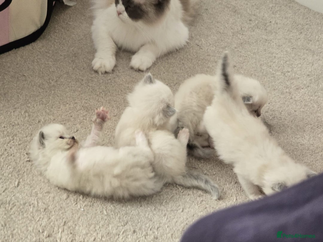 Ragdoll cats for sale: Irresistable Blue Mitted Ragdoll Kittens🙀😻🙀 - Image 8