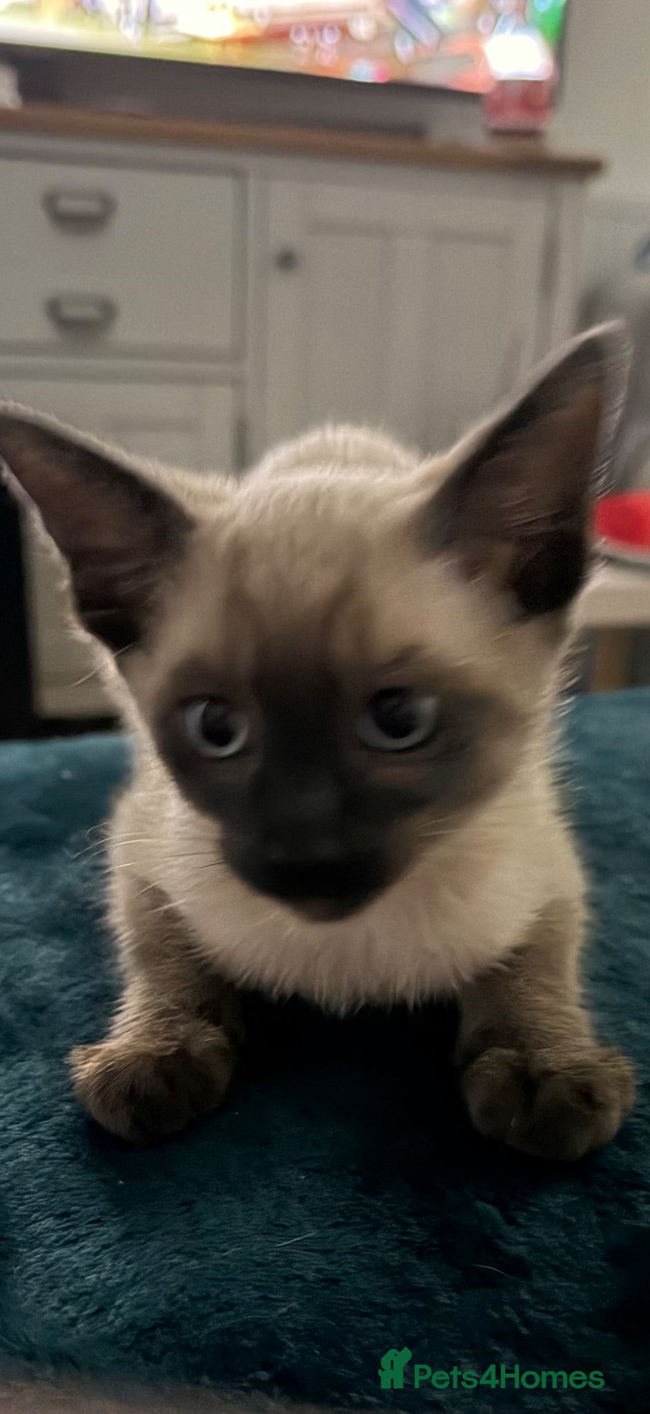 Siamese cats Siamese female kitten (chocolate point) - Advert 3