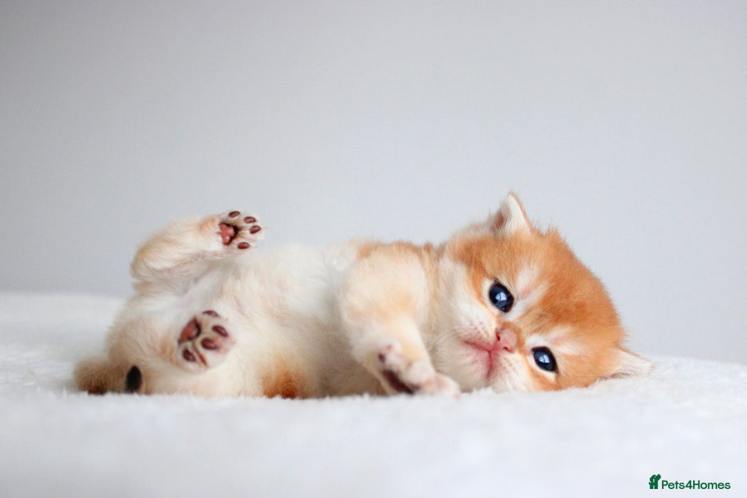 British Shorthair cats for sale: ✨Luxurious Premium Kittens ✨ - Advert 5