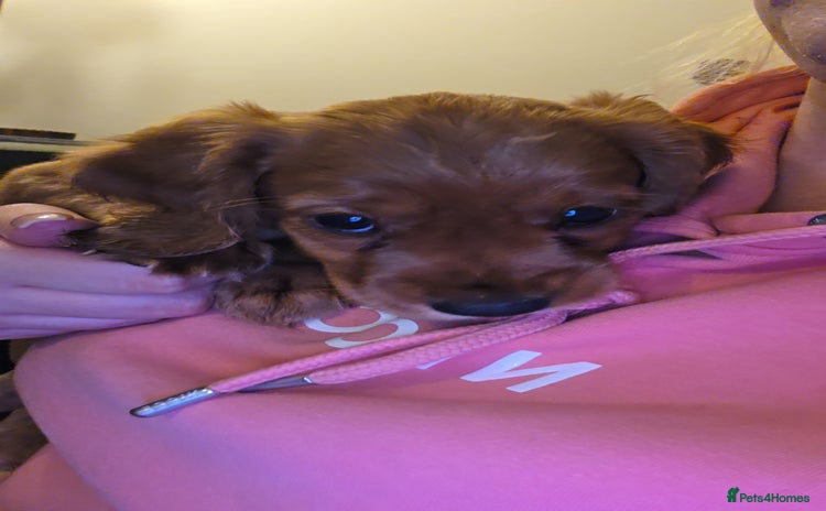Cocker Spaniel dogs - Advert 9