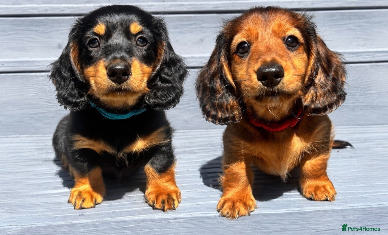 Miniature Dachshund dogs Two Stunning Long-Haired Miniature Dachshund Boys - Advert 5