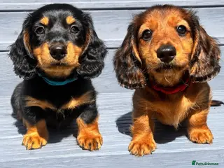 Miniature Dachshund dogs Two Stunning Long-Haired Miniature Dachshund Boys - Advert 5