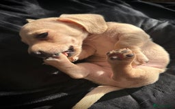 Miniature Dachshund dogs for sale: Miniature dachshund puppies  - Advert 23