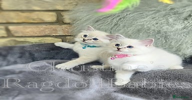 Ragdoll cats - Advert 13