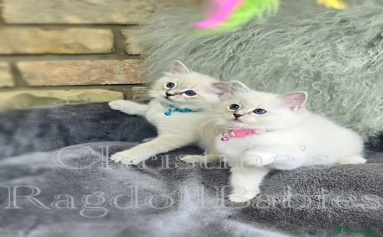 Ragdoll cats - Advert 4