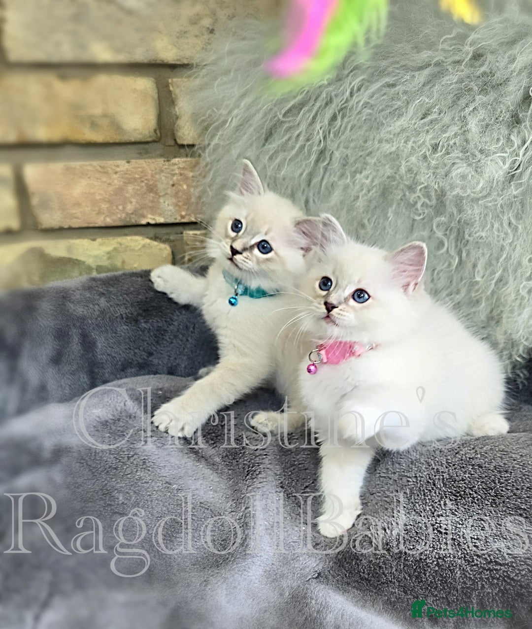 Ragdoll cats for sale: 🩵 Pure Ragdoll Kittens Ready Now 🩷 - Image 1