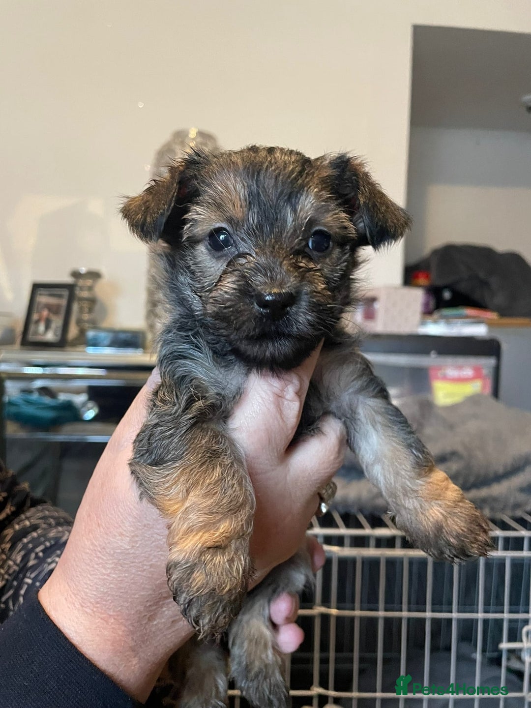 Yorkshire Terrier dogs for stud: Yorkshire terrier for stud - Advert 6