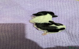 Shih Tzu dogs for sale: KC registered Shih Tzu puppies  - Image 10