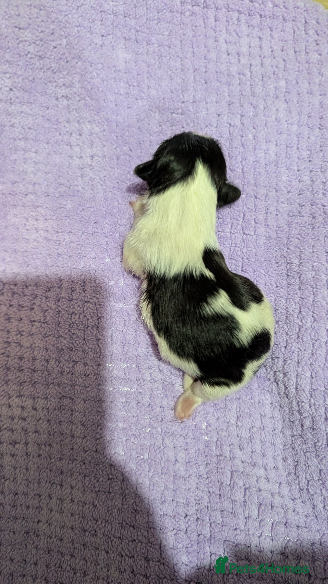 Shih Tzu dogs for sale: KC registered Shih Tzu puppies  - Image 10