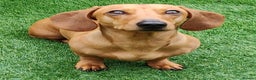 Miniature Dachshund dogs for stud: Miniature Shaded Red Dachshund for Stud PRA Clear in Faringdon - Advert 4