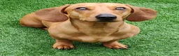 Miniature Dachshund dogs for stud: Miniature Shaded Red Dachshund for Stud PRA Clear in Faringdon - Advert 4