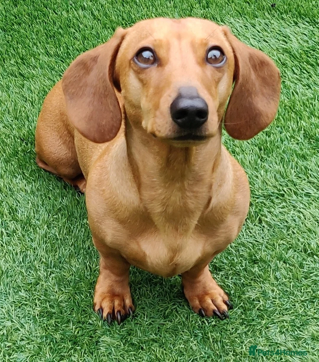 Miniature Dachshund dogs for stud: Miniature Shaded Red Dachshund for Stud PRA Clear in Faringdon - Advert 4