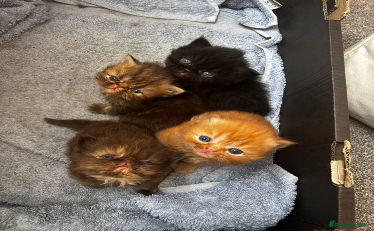 Persian cats - Advert 9