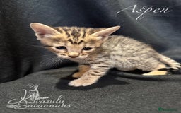 Savannah cats for sale: Exceptional Quality Tica Registr. Savannah Kittens - Image 11