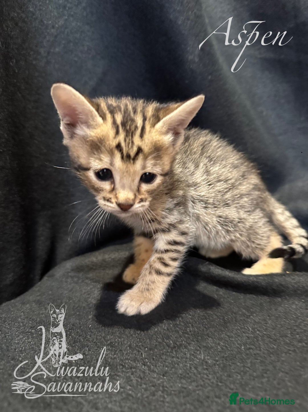 Savannah cats for sale: Exceptional Quality Tica Registr. Savannah Kittens - Image 11
