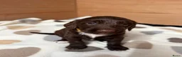 Sproodle dogs for sale: Gorgeous Chocolate Puppies in Ludlow - Advert 9
