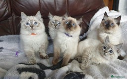 Ragdoll cats for sale: Beautiful GCCF Registered Ragdoll Kittens. - Image 4