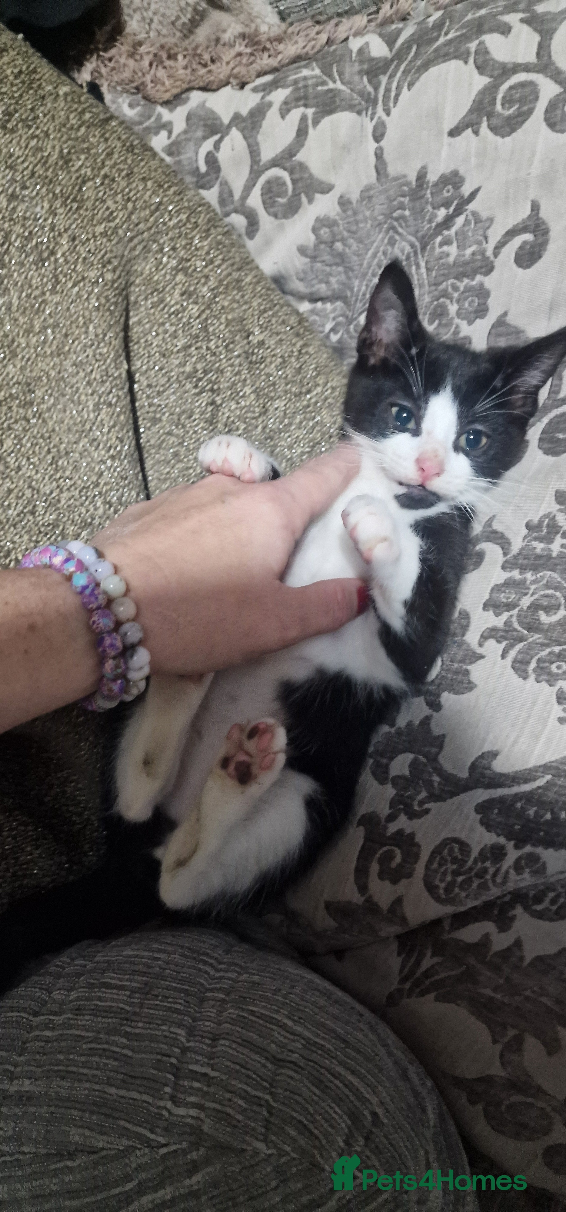 Domestic Shorthair cats Kittens - Advert 18