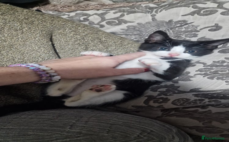 Domestic Shorthair cats - Advert 1