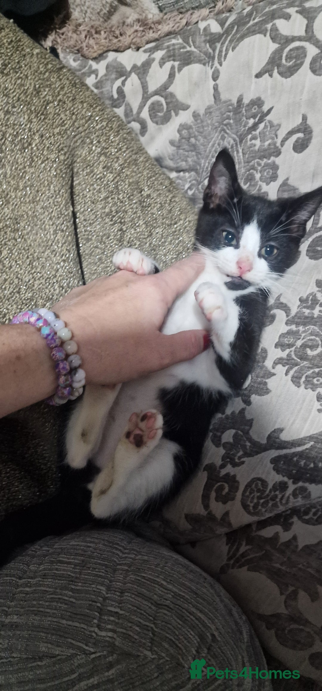 Domestic Shorthair cats for sale: Kittens - Image 1