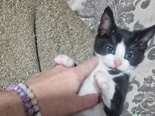 Domestic Shorthair cats for sale - Advert 1