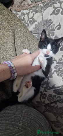 Domestic Shorthair cats - Advert 1