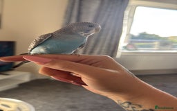 Budgerigars birds for sale: Buddy the budgie  - Advert 2