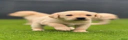Labrador Retriever dogs for sale: Labrador puppies  - Advert 20