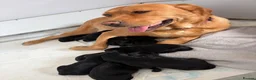 Labrador Retriever dogs for sale: Black Labrador puppies  in North Shields - Advert 1